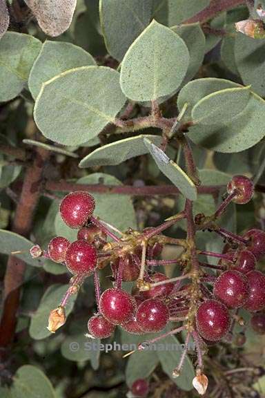 arctostaphylos viscida mariposa 8 graphic